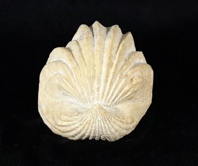 Burmirhynchia decorata (SCHLOTHEIM 1820) - Bild © FossNet FossilienStore